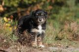 BERGER AUSTRALIEN PUPPIES 157